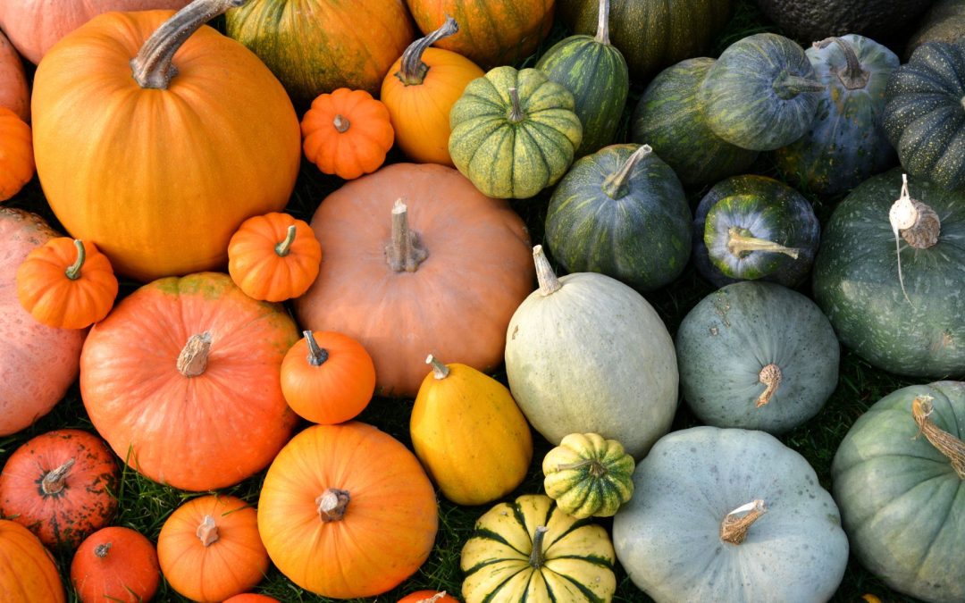 A Guide to Different Types of Pumpkins: From Classic to Unique